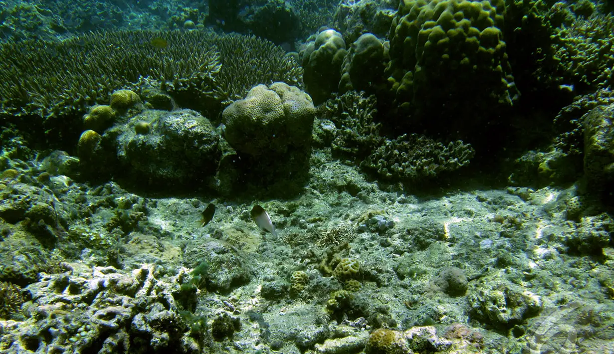 Taman laut ini memiliki biodiversitas kelautan salah satu yang tertinggi di dunia. Selam scuba menarik banyak pengunjung ke pulau ini (7/9/2014) (Liputan6.com/Faisal R syam)