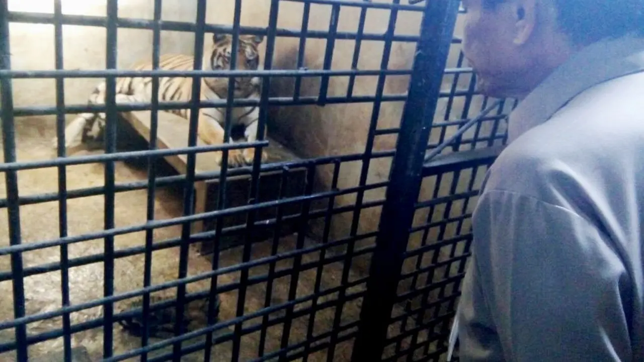 Lusi Si Bayi Harimau Benggala Bikin Penasaran Warga Banjarnegara