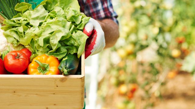 Ilustrasi agribisnis