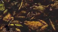 Katak, Sumber Rejeki Warga Desa Kertasura Cirebon