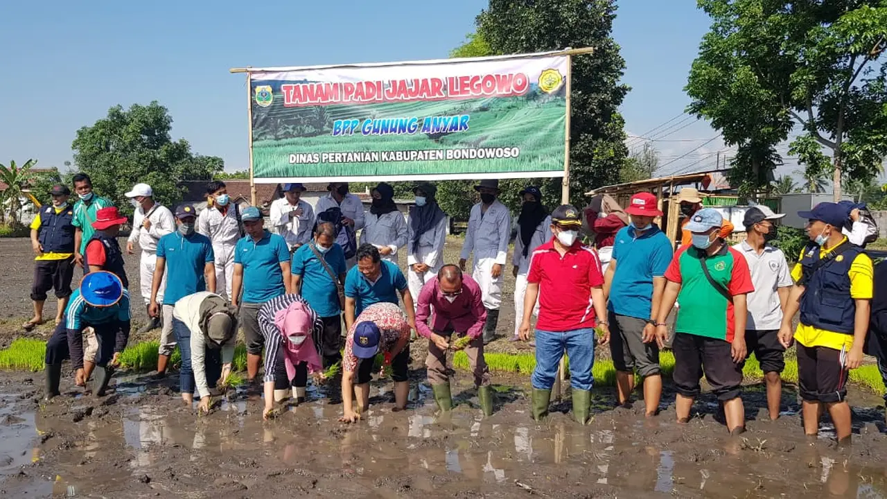 Tanam padi jajar legowo di Bondowoso. (Dian Kurniawan/Liputan6.com)