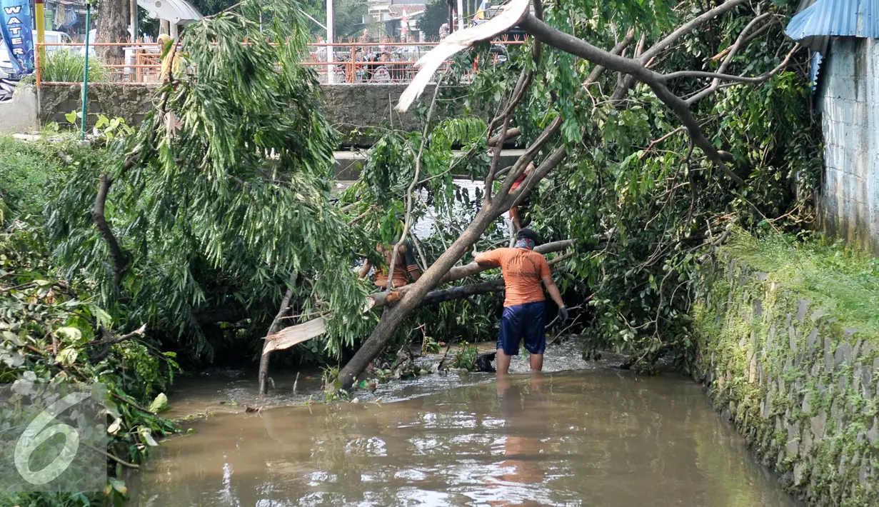 Petugas UPK Badan Air bersihkan pohon tumbang di sepanjang saluran air Tanah Baru, Jakarta, Jumat (2/9). Tumbangnya sejumlah pohon dikarenakan hujan yang disertai angin kemarin malam. (Liputan6.com/Yoppy Renato)