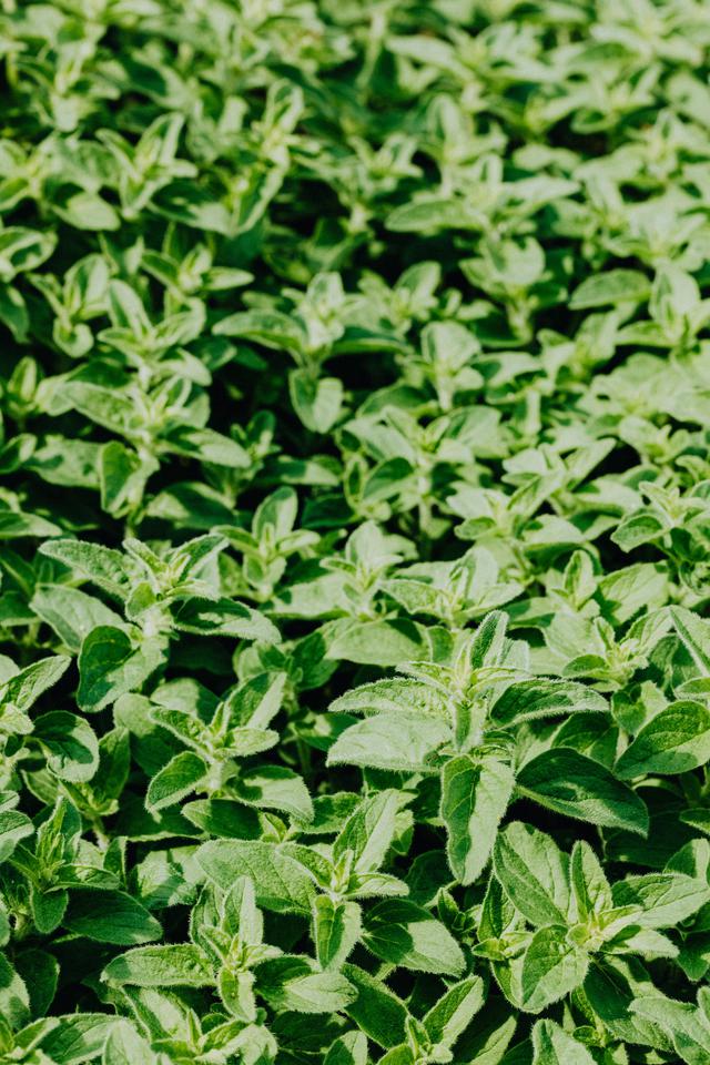 6. Perluas Jaringan Lewat Pelatihan dan Komunitas Petani