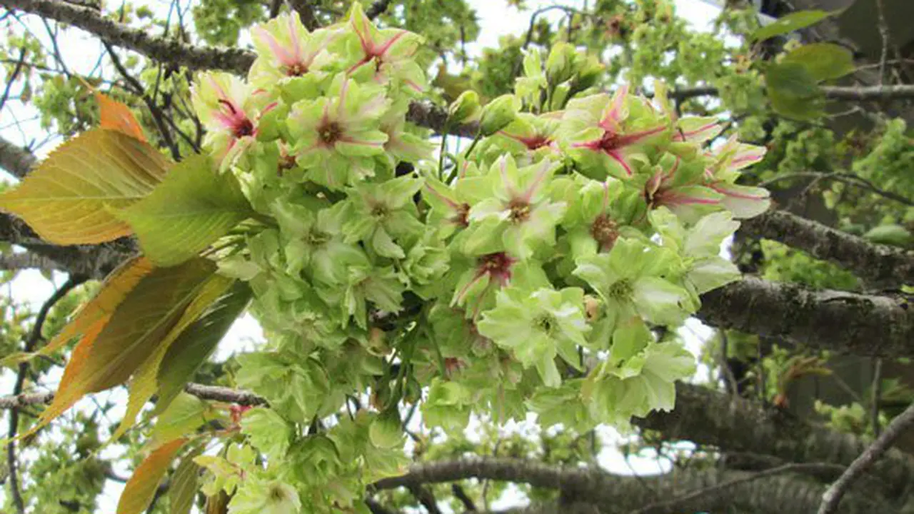 Uniknya Gyoikou Zakura, si Bunga Sakura Hijau 