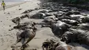 Seorang pria berjalan dipinggir pantai dengan ribuan bangkai sapi yang terdampar di Pantai Utara, Brazil, Selasa (13/10/2015).  Kapal Lebanon tersebut  membawa sekitar 5.000 ekor sapi dan  750 ton minyak. (REUTERS/Tarso Sarraf)