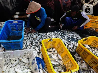 Pekerja menyortir ikan hasil tangkapan nelayan di Dermaga Pelabuhan Muara Angke, Jakarta, Selasa (9/7/2024). (Liputan6.com/Angga Yuniar)