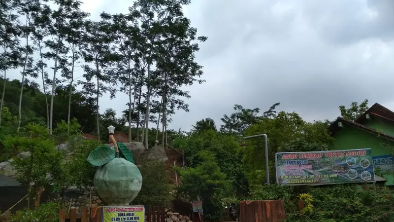 Pagi-Pagi Pesta Buah di Lembah Tretes Kediri