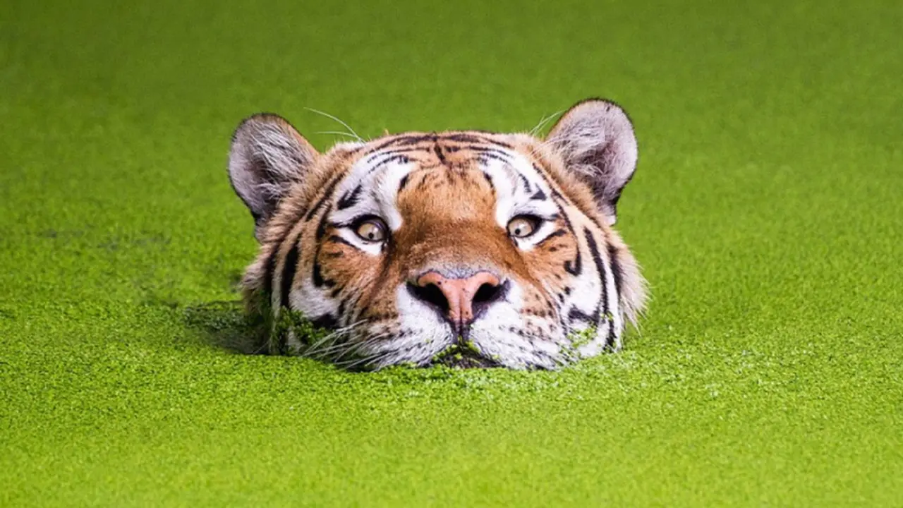Paduan Keanggunan dan Buasnya Harimau yang Diabadikan dalam Foto