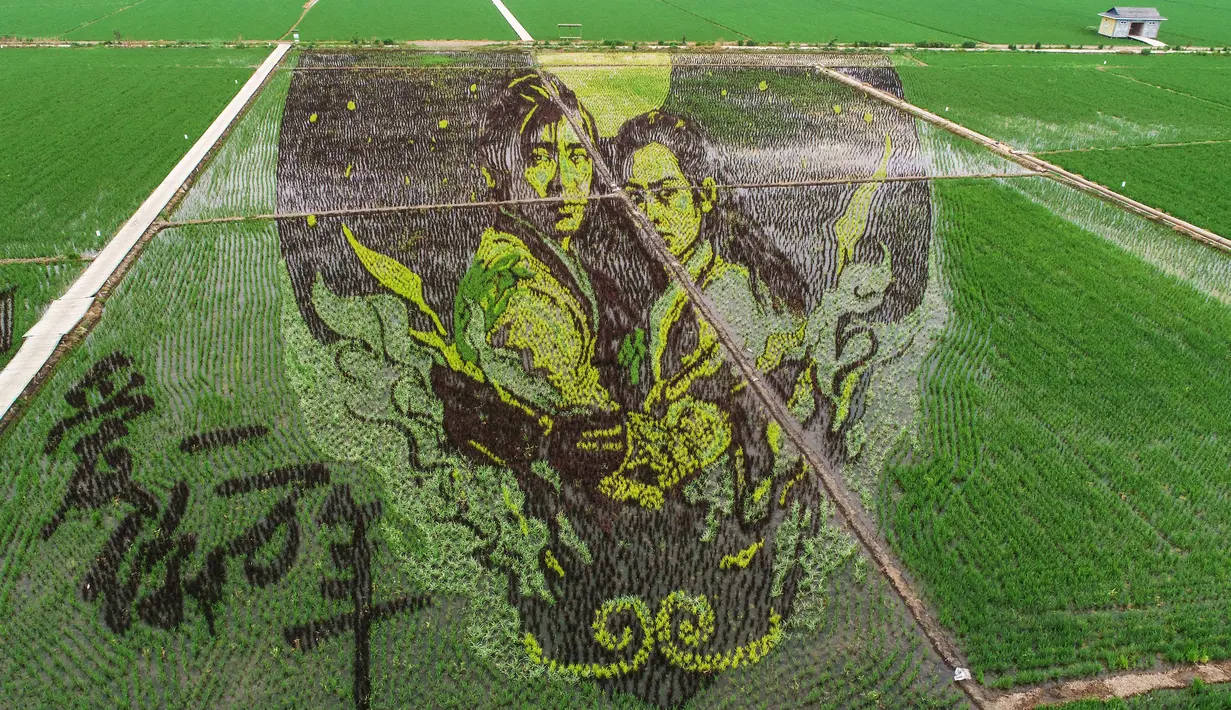 Foto udara menunjukkan gambar aktris legendaris Marilyn Monroe yang dibuat dengan menggunakan varietas padi yang berbeda terlihat di sebuah sawah di Shenyang, provinsi Liaoning, China, 24 Juni 2020. Saat ini pembuatan karya lukis di sawah sudah menjadi tradisi para petani di daerah tersebut. (STR/AF