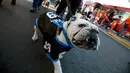 Seekor anjing Bulldog mengenakan baju saat ikut berkumpul untuk meraih Rekor Guinness di Mexico City di Meksiko (26/2). Saat ini Bulldog dikenal sebagai anjing sahabat yang baik, tidak agresif walaupun tampangnya menyeramkan. (AFP/Alfredo Estrella)