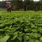 Petani mencangkul di ladang sayur bayam, di area konsesi tanaman kehidupan Desa Pinang Sebatang, Kabupaten  Siak, Kecamatan Tualang, Riau, Minggu (17/7). Area yang dikelola APP (Sinar Mas Group) terletak di Distrik Minas (Liputan6.com/Fery Pradolo)