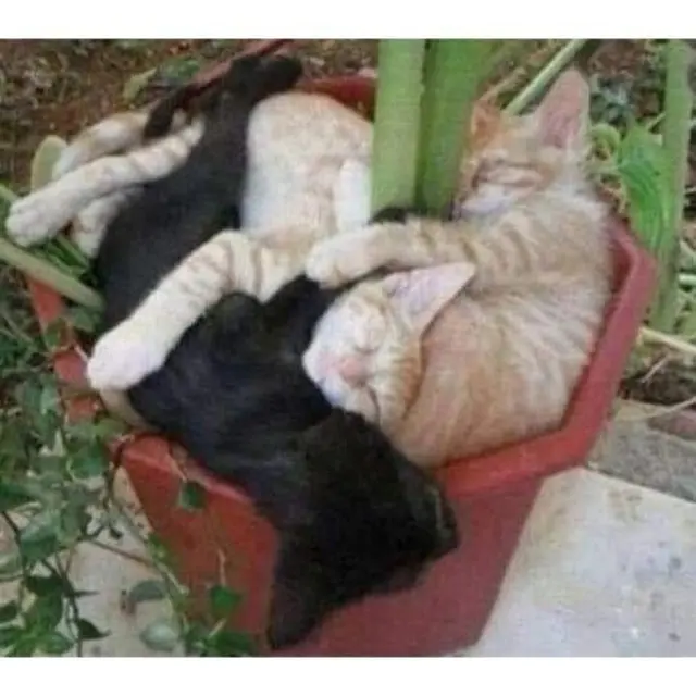 8 Potret Lucu Kucing Tidur Tidur di Dalam Pot Ini Posenya Menggemaskan