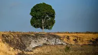 Deforestasi Terbukti Memperparah Durasi Gelombang Panas Global