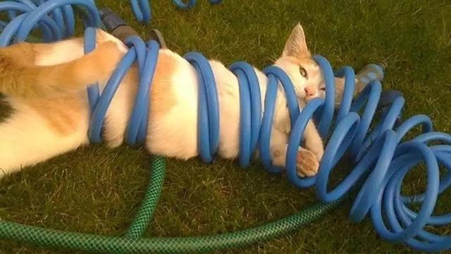 10 Potret Nyeleneh Kucing Tersangkut Waktu Usil, Penampakannya Bikin Nyengir