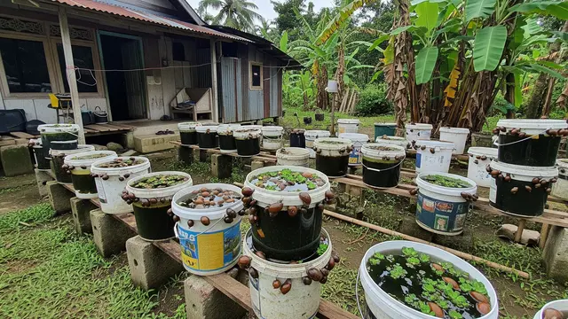 Ternak Ember yang Belum Banyak Pesaing dan Jarang Dilirik Tapi Omzetnya Menjanjikan