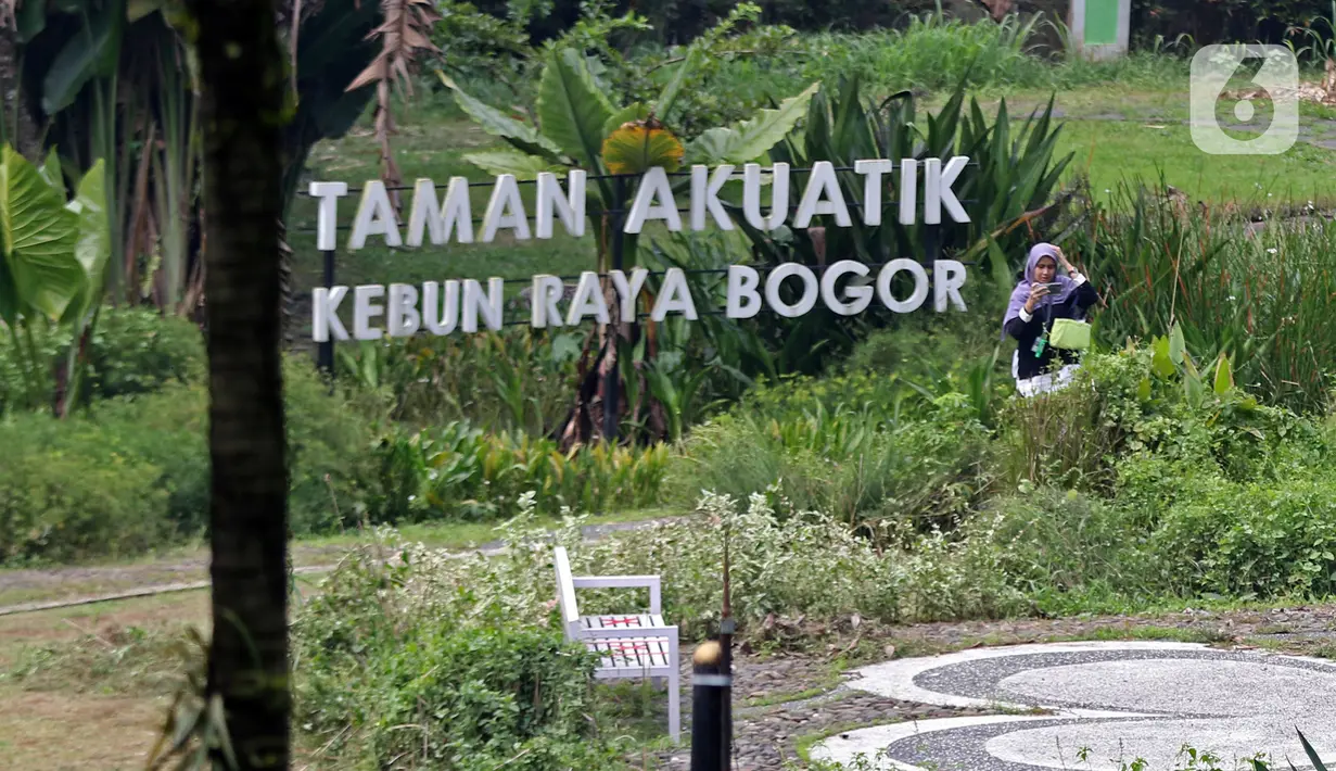 Pengunjung mengambil gambar saat di Kebun Raya Bogor, Jawa Barat, Selasa (7/7/2020). Kebun Raya Bogor dan Kebun Raya Cibodas kembali dibuka untuk umum dengan protokol kesehatan pencegahan penyebaran pandemi COVID-19. (Liputan6.com/Herman Zakharia)