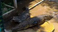 Buaya Muara (Crocodylus Porosus) di Penangkaran Buaya Dawuhan Kulon, Kedungbanteng, Banyumas. (Foto: Liputan6.com/Muhamad Ridlo)