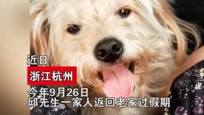 Seekor anjing tempuh 60 km dalam 26 hari untuk kembali ke rumah majikannya. Sumber: Oddity Central