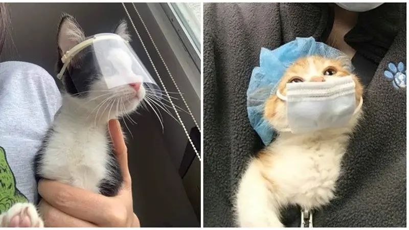 6 Potret Lucu Kucing Pakai Masker hingga Face Shield, Ikut Cegah Virus