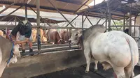 Sejumlah hewan kurban yang dijual salah satu pedagang di Kota Depok jelang hari raya Idul Adha. (Liputan6.com/Dicky Agung Prihanto)