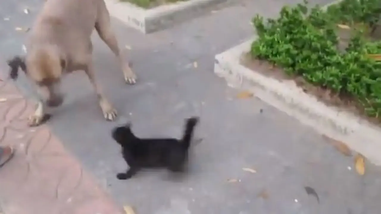 video induk kucing