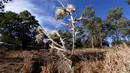 Kondisi sungai yang terdampak kekeringan di Duri, New South Wales, Australia, 7 Agustus 2018. Kondisi lebih kering diperkirakan terus terjadi hingga tiga bulan ke depan di sebagian besar negara bagian. (SAEED KHAN/AFP)