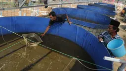 Peternak Kelompok Pembudidaya Ikan Maju Bersama memberikan pakan lele dengan metode pemeliharaan probiotik, Ciluar, Bogor, Jawa Barat, Selasa (6/8/2019). Selain tidak terlalu banyak mengganti air, metode probiotik juga membuat peternak dapat menghemat pakan lele. (merdeka.com/Arie Basuki)