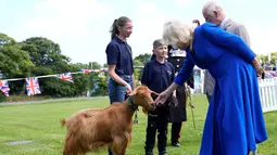 Raja Charles III telah menganugerahkan gelar kerajaan pada jenis kambing Golden Guernsey yang merupakan jenis yang langka dan dianggap “berisiko” dalam Daftar Pantauan Ras Langka. (Andrew Matthews / POOL / AFP)