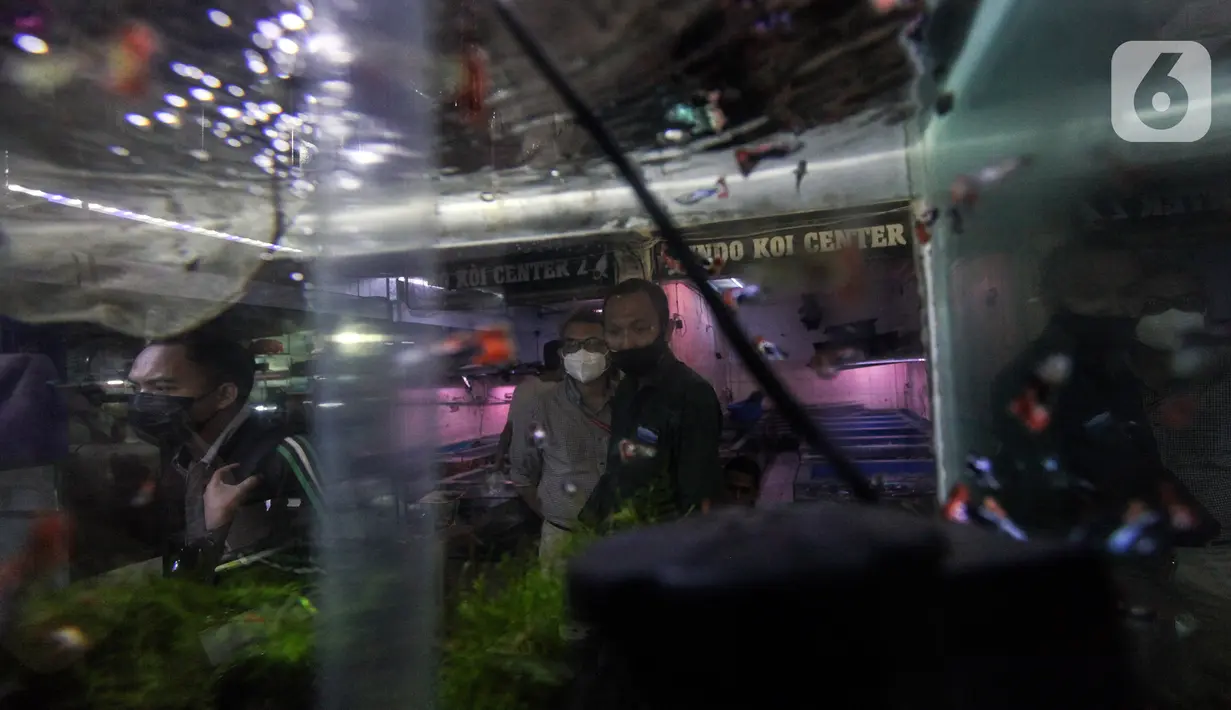 Pengunjung melihat ikan hias di Sentra Ikan Hias, Dinas Kelautan, Pertanian dan Ketahanan Pangan DKI Jakarta, Senin (9/8/2021). Penurunan penjualan ikan hias karena pemerintah melakukan pembatasan aktivitas masyarakat untuk mencegah kerumunan. (Liputan6.com/Johan Tallo)