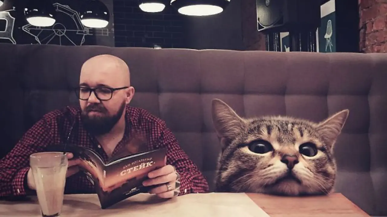 Seniman Kreatif, 8 Foto Seandainya Kucing di Dunia Berukuran Raksasa
