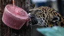 Jaguar (panthera onca) menjilat es krim daging di Kebun Binatang Santa Fe di Medellin, Kolombia pada 25 Januari 2020. Para penjaga kebun binatang memberikan es krim khusus pada hewan karena hamparan cuaca yang cukup panas di kota tersebut. (Photo by Joaquin SARMIENTO / AFP)