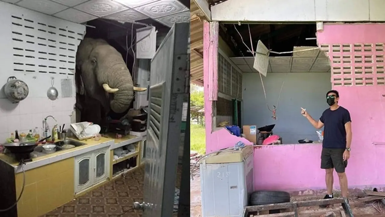 Kelaparan, Gajah Ini Jebol Dinding Dapur Rumah Warga Demi Curi Makanan