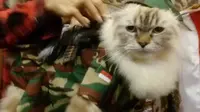 Aksi Malas Kucing-Kucing Berseragam di Atas Catwalk