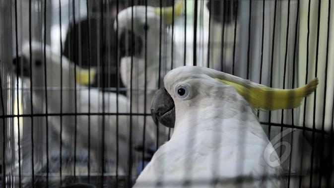 7 burung kakaktua jambul kuning dan satu burung kakatua raja berwarna hitam diserahkan ke Balai Konservasi Sumber Daya Alam (BKSDA), Jakarta, Senin (11/5/2015). Setelah burung diterima BKSDA, selanjutnya akan diserahkan ke TMII (/Johan Tallo)