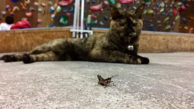 Tak Biasa, Kucing Ini Jago Panjat Tebing