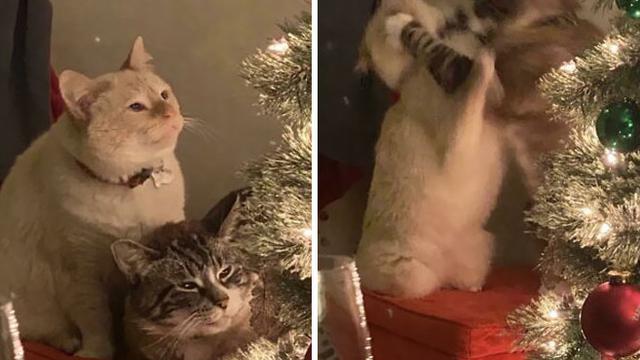 7 Potret Kocak Hewan Saat Natal, Heboh Banget