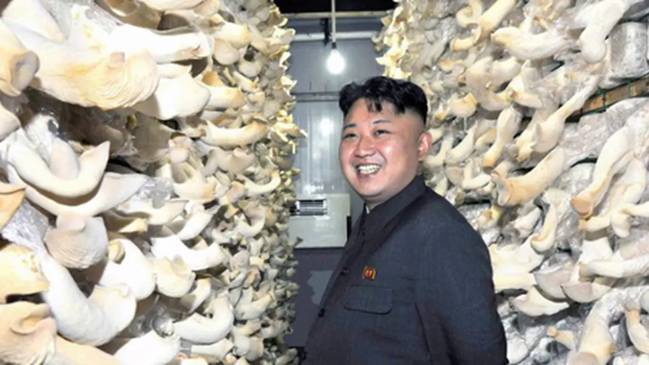 Korea Utara Kembangkan Jamur Untuk Minuman Olahraga