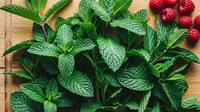 Perbedaan Peppermint dan Spearmint (sumber: Generate Gemini AI)