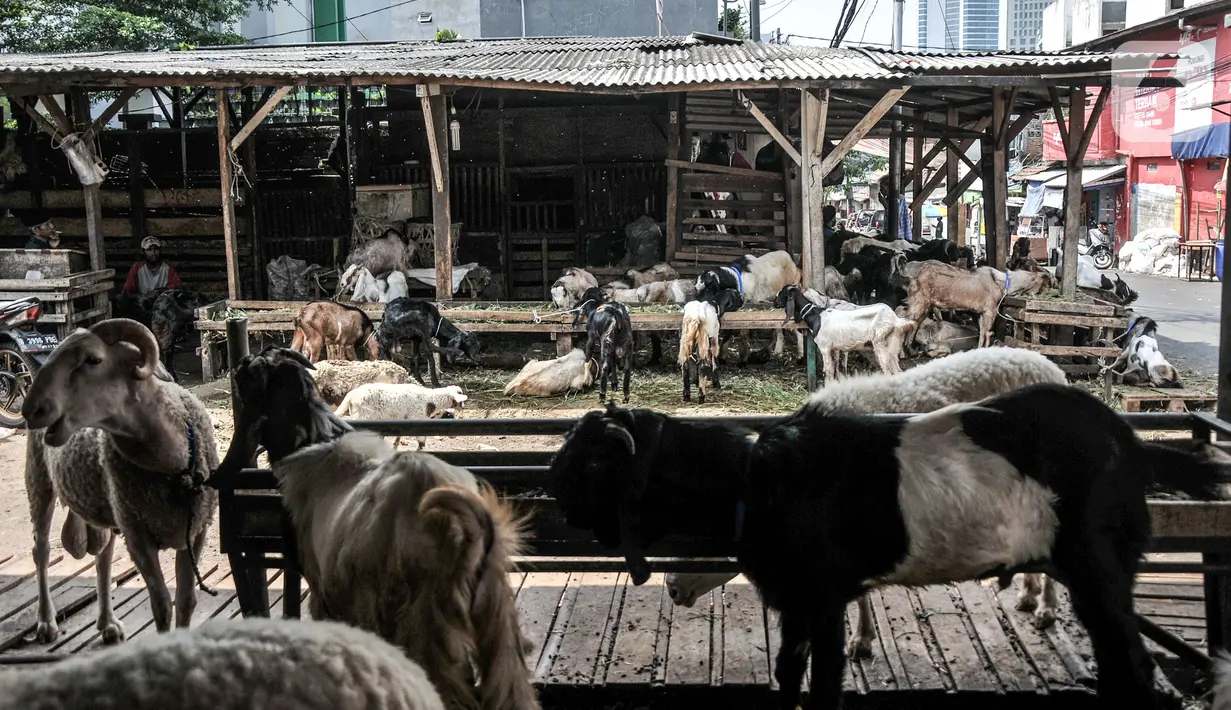 Sejumlah hewan kurban dijual di Pasar Kambing, Tanah Abang, Jakarta, Selasa (6/7/2021). Menurut pedagang, bisanya memasuki dua minggu sebelum Idul Adha Pasar Kambing mulai ramai dikunjungi pembeli, namun tahun ini sepi. (merdeka.com/Iqbal S. Nugroho)