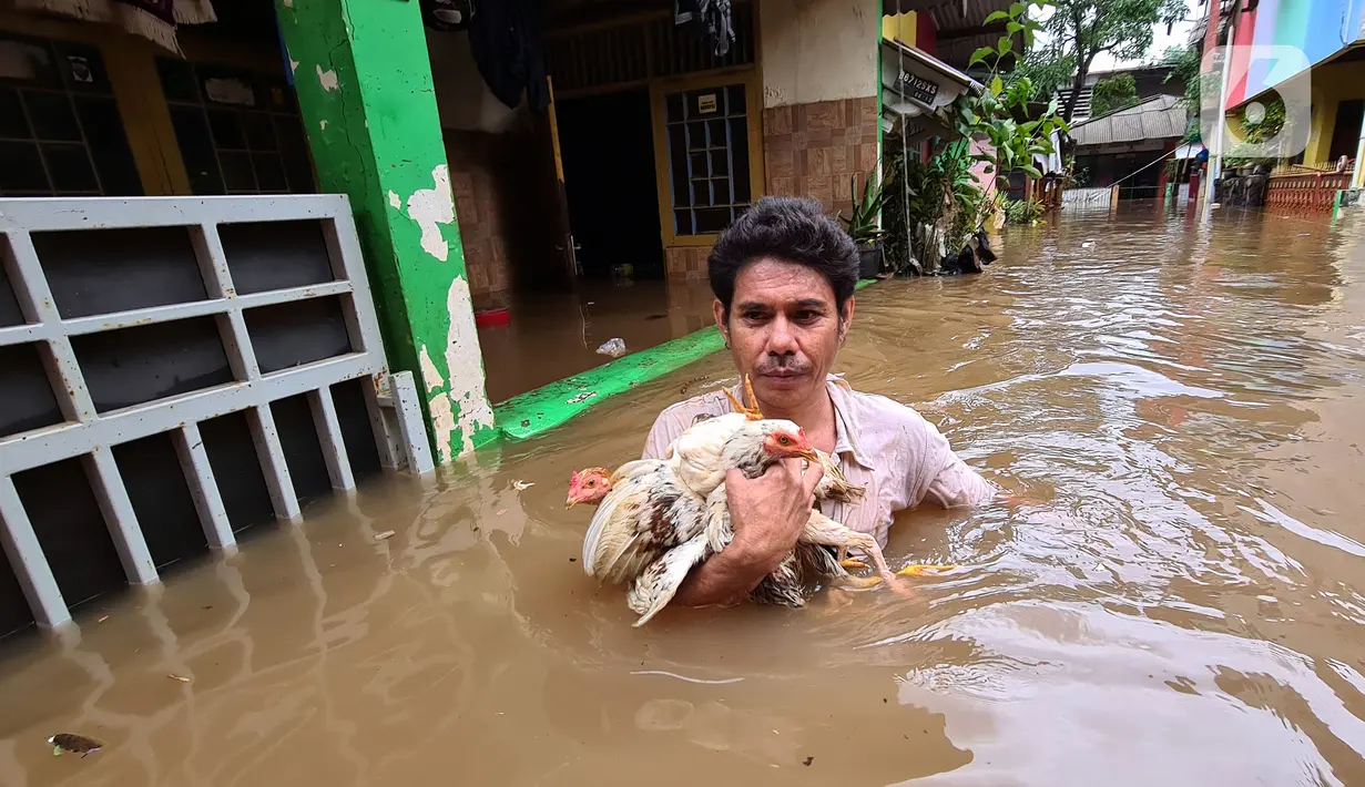 Warga menyelamatkan ayam peliharaannya saat banjir melanda kawasan pemukiman Jalan Bango, Pondok Labu, Jakarta Selatan, Sabtu (20/2/2021). Banjir akibat luapan Kali Krukut yang melanda sejak semalam menyebabkan pemukiman tergenang hingga dua meter. (merdeka.com/Arie Basuki)