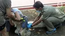 Dokter hewan dari  Suku Dinas Ketahanan Pangan Kelautan dan Pertanian Jakarta Selatan menyuntikkan vaksin antirabies kepada seekor anjing di Perumahan Bumi Karang Tengah, Jakarta Selatan, Selasa (21/9/2021). Kegiatan ini menargetkan Provinsi DKI Jakarta bebas rabies. (merdeka.com/Arie Basuki)