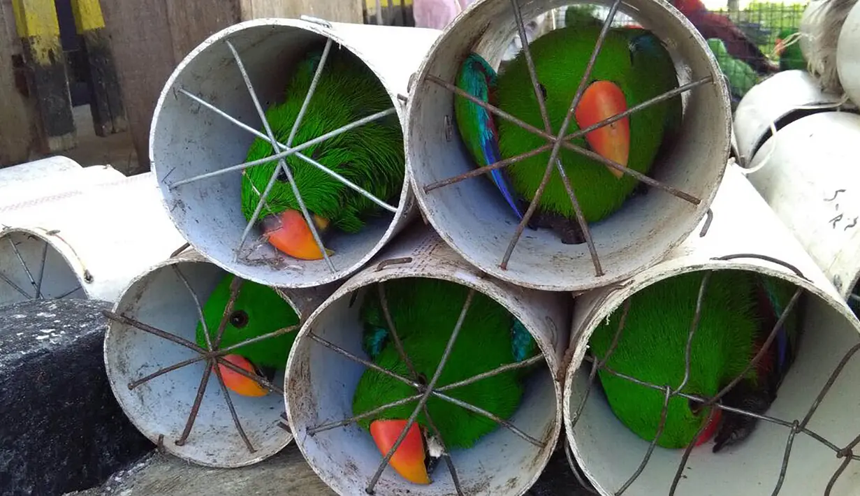 Sejumlah burung Beo Eclectus yang coba diselundupkan dimasukan ke dalam pipa drainase di Labuha, Maluku Utara (16/11). Petugas berhasil menggagalkan penyelundupan ratusan burung eksotis di Maluku Utara. (Handout/Wildlife Conservation Society/AFP)
