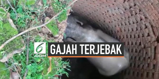 VIDEO: Penyelamatan Gajah Terjebak di Sumur Sedalam 6 Meter