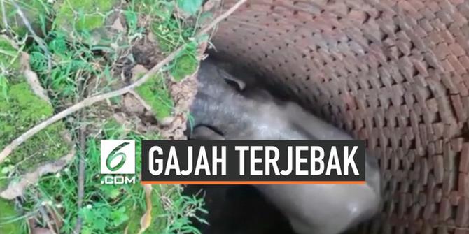VIDEO: Penyelamatan Gajah Terjebak di Sumur Sedalam 6 Meter