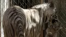 Harimau putih bernama Sascha membawa anaknya yang baru berumur satu bulan di San Jorge Zoo di Ciudad Juarez, Chihuahua, Meksiko, Kamis (18/5). Sascha  dan pasangannya adalah harimau putih yang disumbangkan dari sebuah sirkus. (AFP/HERIKA MARTINEZ)