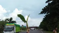 Aksi Protes, Pohon Pisang Tegak Berdiri di Jalan Tol Makassar (Liputan6.com/Eka Hakim).