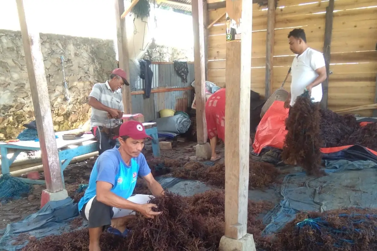 Jadi UMKM Binaan BRI, Klaster Usaha Rumput Laut Kampung Pogo Semakin Produktif Dorong Perekonomian Pesisir Sulawesi Selatan