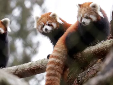 Bayi kembar panda merah, Zeya (kanan) dan saudaranya, Ila (tengah) bersama sang induk, Hazel, bertengger di atas pohon di kandang sementara mereka selama pratinjau media hewan-hewan di Woodland Park Zoo, Seattle, Rabu (14/11). (AP /Elaine Thompson)