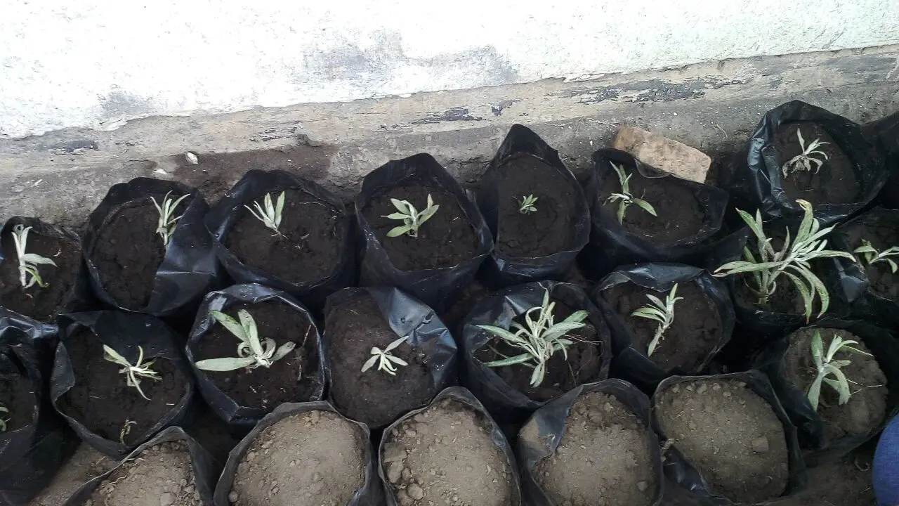 Misi Jaga Edelweiss Tetap Abadi di Gunung Bromo
