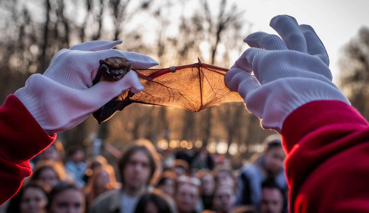 Acara tahunan ini berlangsung pada Sabtu 4 April 2026, saat senja di sebuah taman alam di pinggiran kota Kyiv, Ukraina. Tampak dalam foto, seorang sukarelawan dari pusat rehabilitasi kelelawar Ukraina menunjukkan sayap kelelawar yang diselamatkan kepada orang-orang sebelum melepaskan kelelawar tersebut kembali ke alam liar di Kyiv, Ukraina, Sabtu, 4 April 2026. (AP Photo/Dan Bashakov)